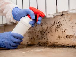 Why You Should Choose Our Mold Remediation Services in Wichita Falls, TX